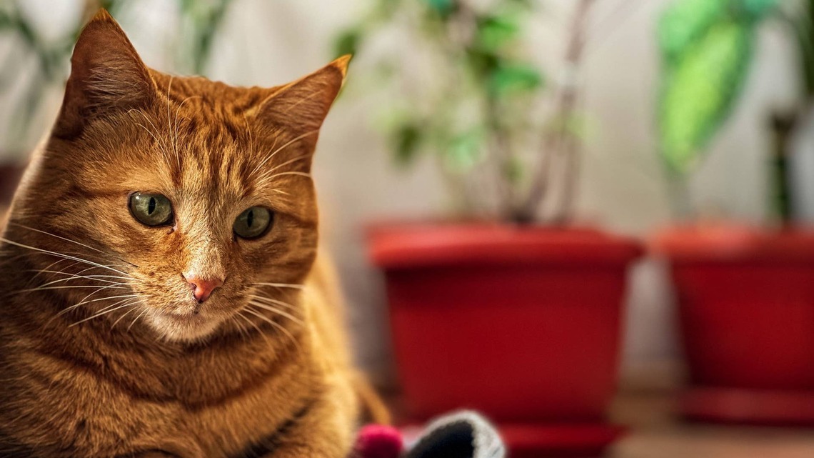 10 Dog & Cat Safe Plants Pet Parents Can Grow Without Worrying 