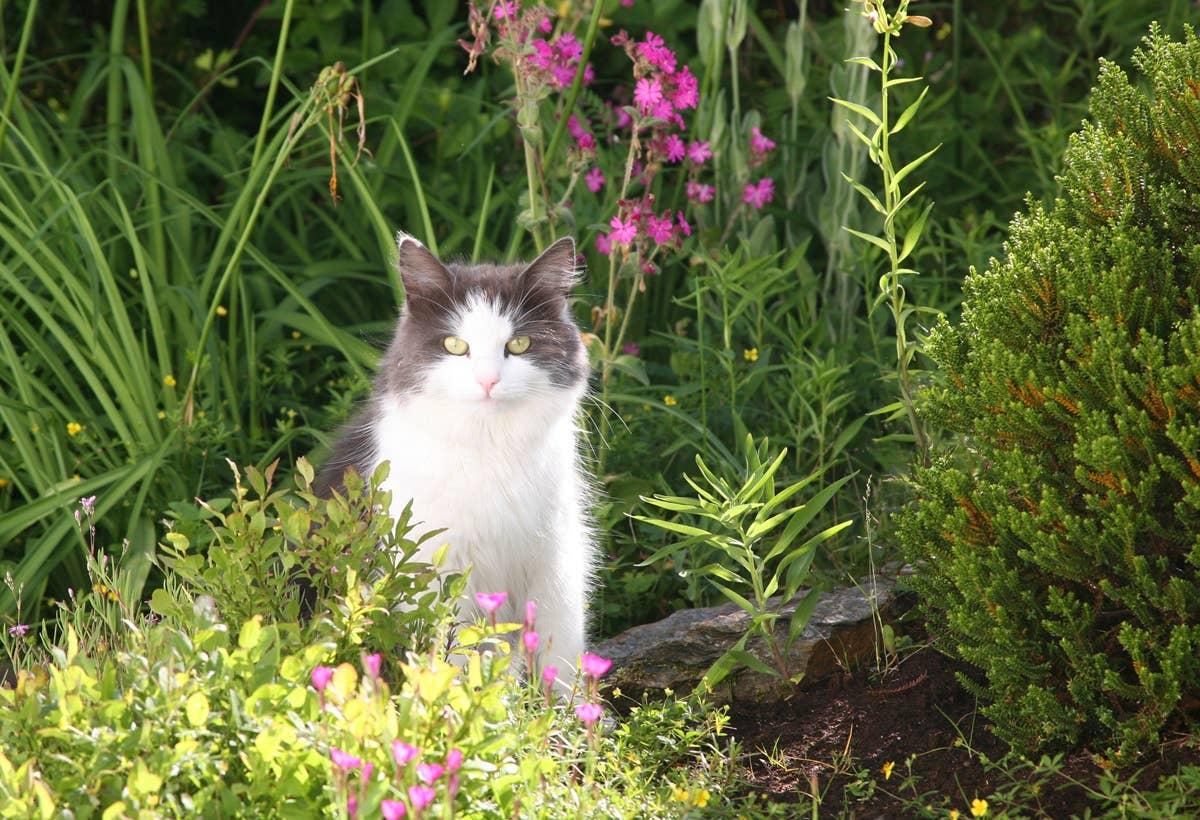  Plants, barriers, and natural deterrents can help protect flower beds from unwanted cats.