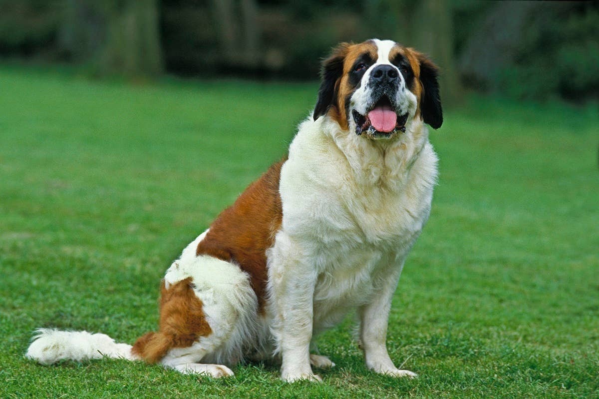  Saint Bernards are gental giants and kid-friendly pets.