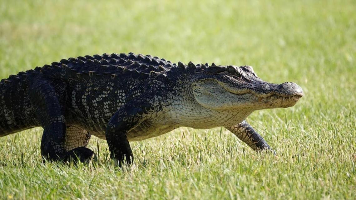 American Alligator going for a stroll through the grass in the bright morning sunlight at Pinckney Island. 
