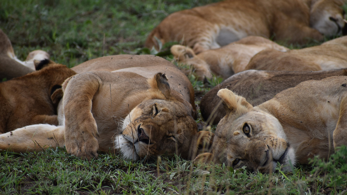 Reimagine the traditional African safari