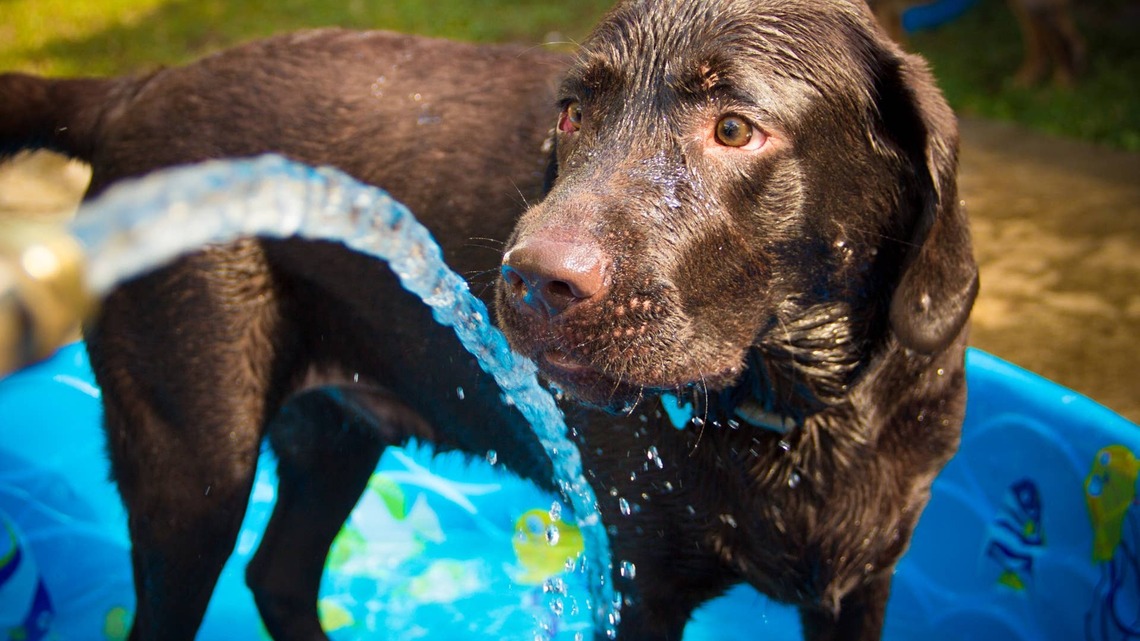 Labradors Cool off With a Pool Party and Sweet Summer Treats