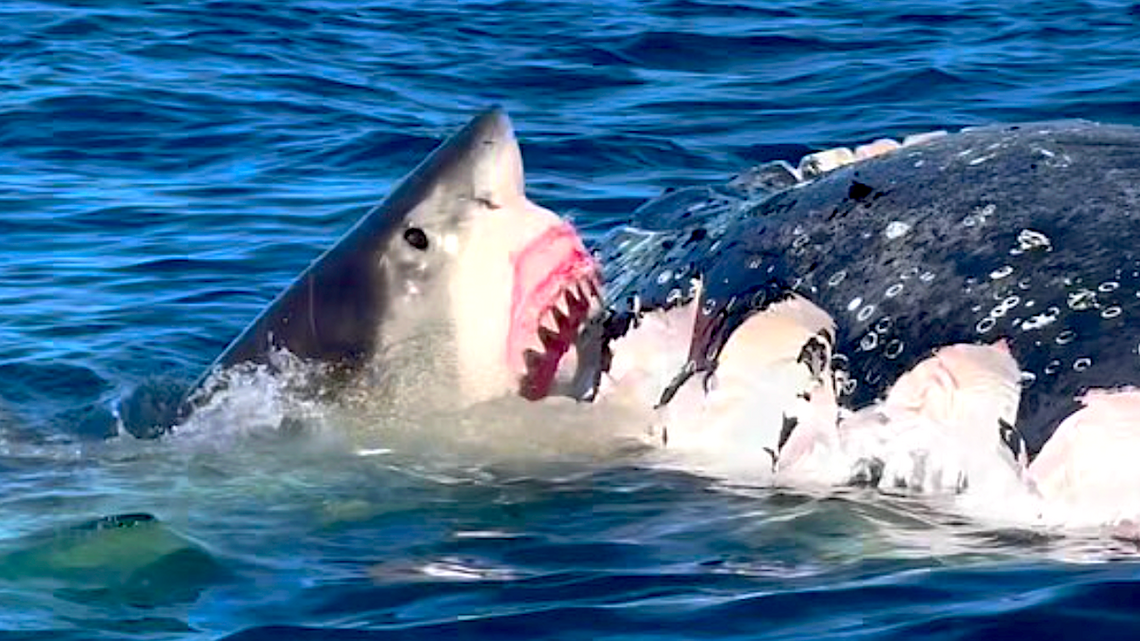 ‘Monster' Great White Shark Rips Into Whale Carcass Off Australia (Video)