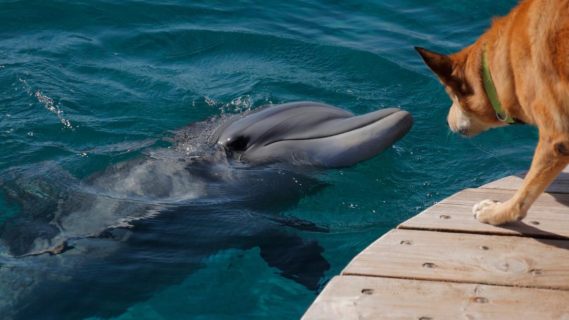 Golden Retriever's Unbelievable Reunion with Dolphin After a Year Is Mind-Blowing 