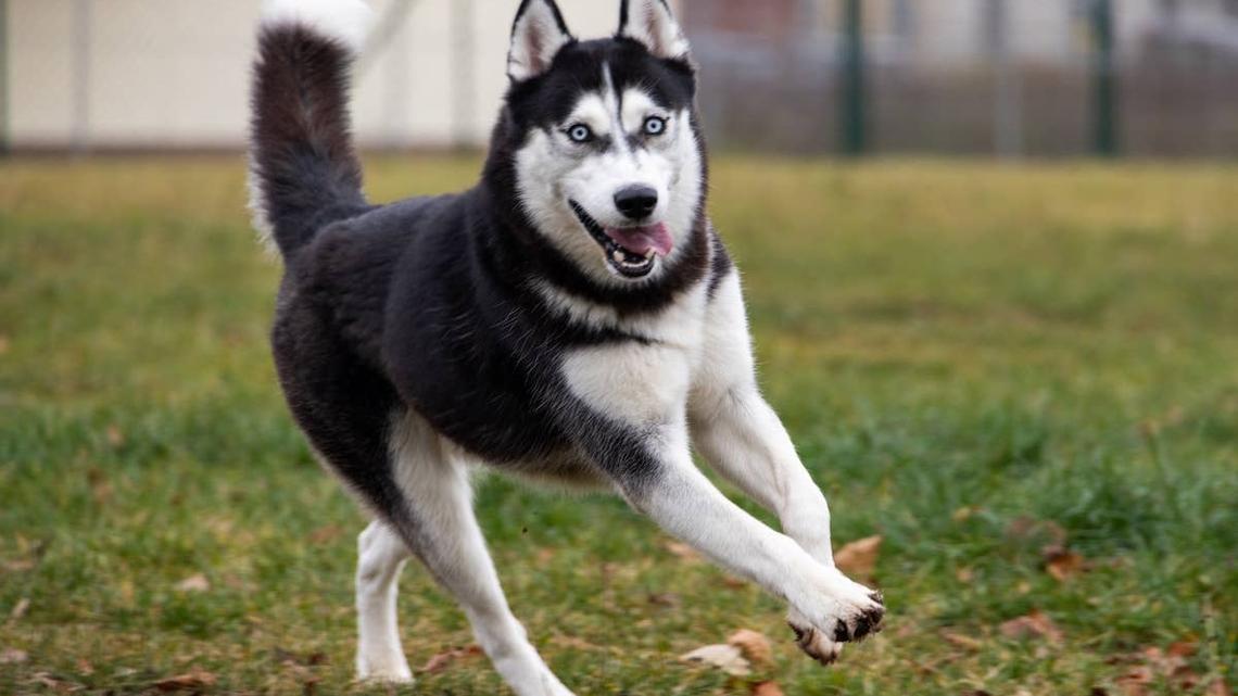 Siberian Husky running in grass. 