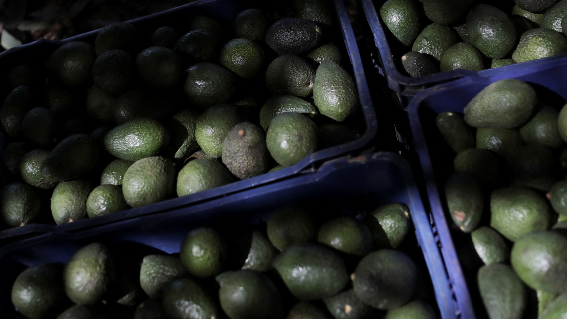 US halts avocado export inspections in Mexico's Michoacan over security alert