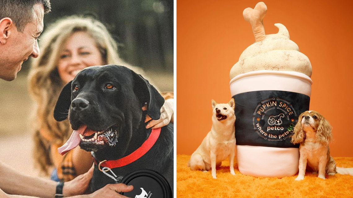 Reset your fall pet routine with travel bowls, beds and food delivery services 