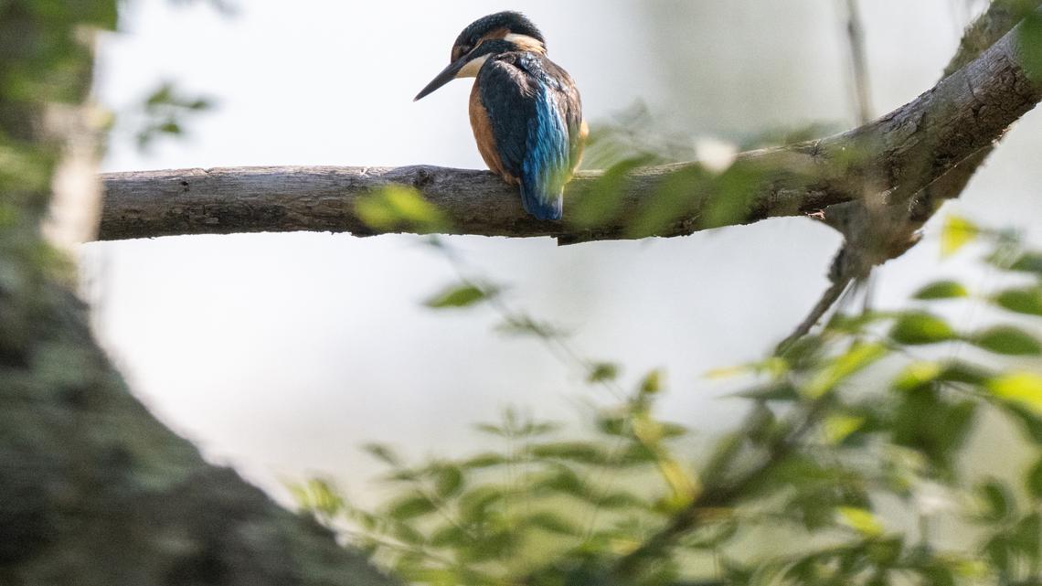 5 bird species seemed long gone — but they’ve been spotted