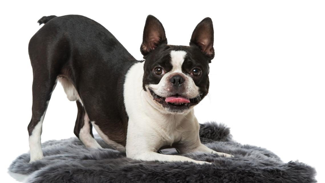 Boston Terrier's Unique Way of Peeing Has Everyone in Stitches 