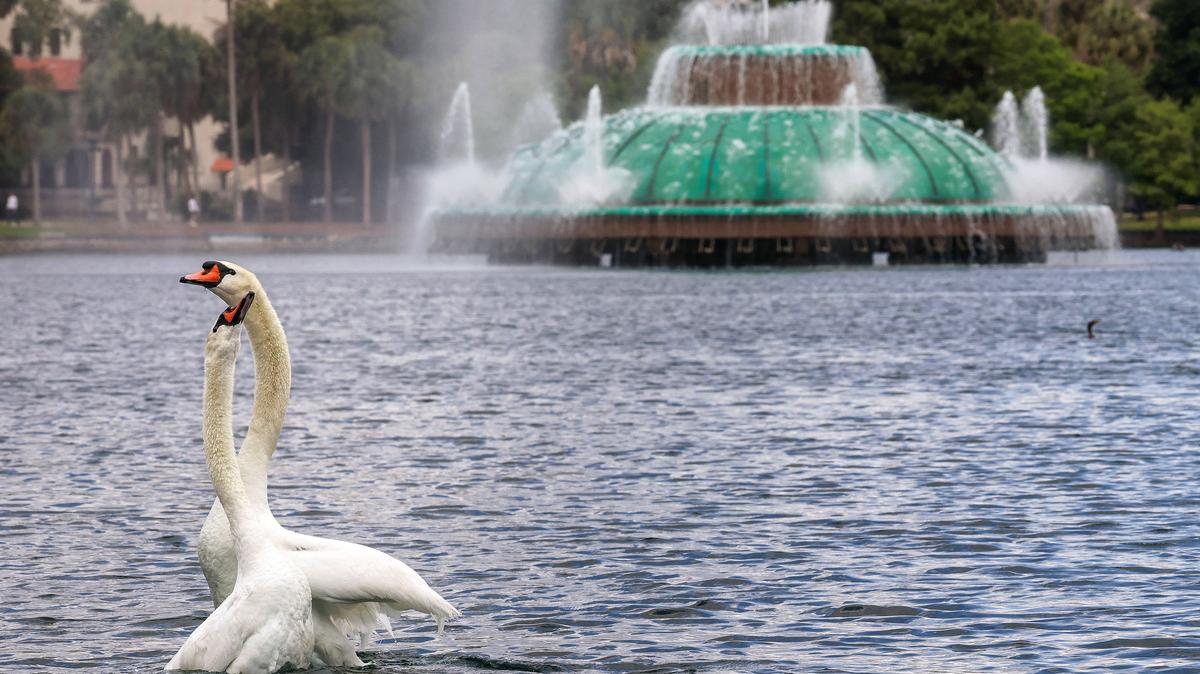 Visitors enjoy watching swans at Lake Eola Park on Feb. 16, 2026. The city of Orlando, Florida, plans to rehome the flock of roughly 44 swans in the coming months, as it pauses its swan-care program. (Joe Burbank/Orlando Sentinel/TNS)