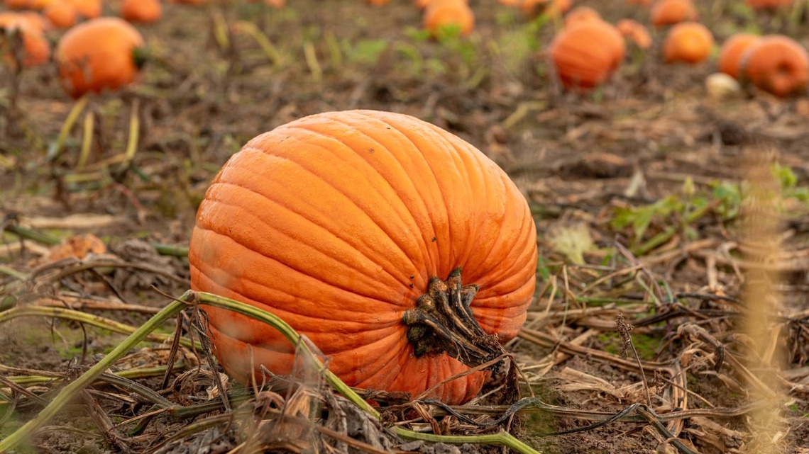 This Pumpkin Grew Into a Spooky Witch Without Any Carving 