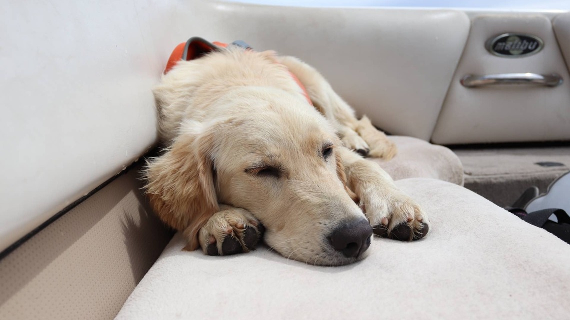 Golden Retriever Puppy Soaking up Lake Days Is Already Living His Best Life at 12 Weeks 