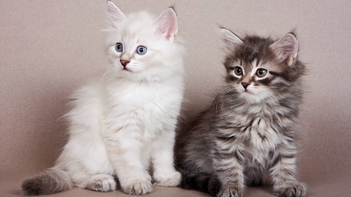 Fluffy Siberian Cats Look Like Clouds, but Fight Like Tiny Boxers 