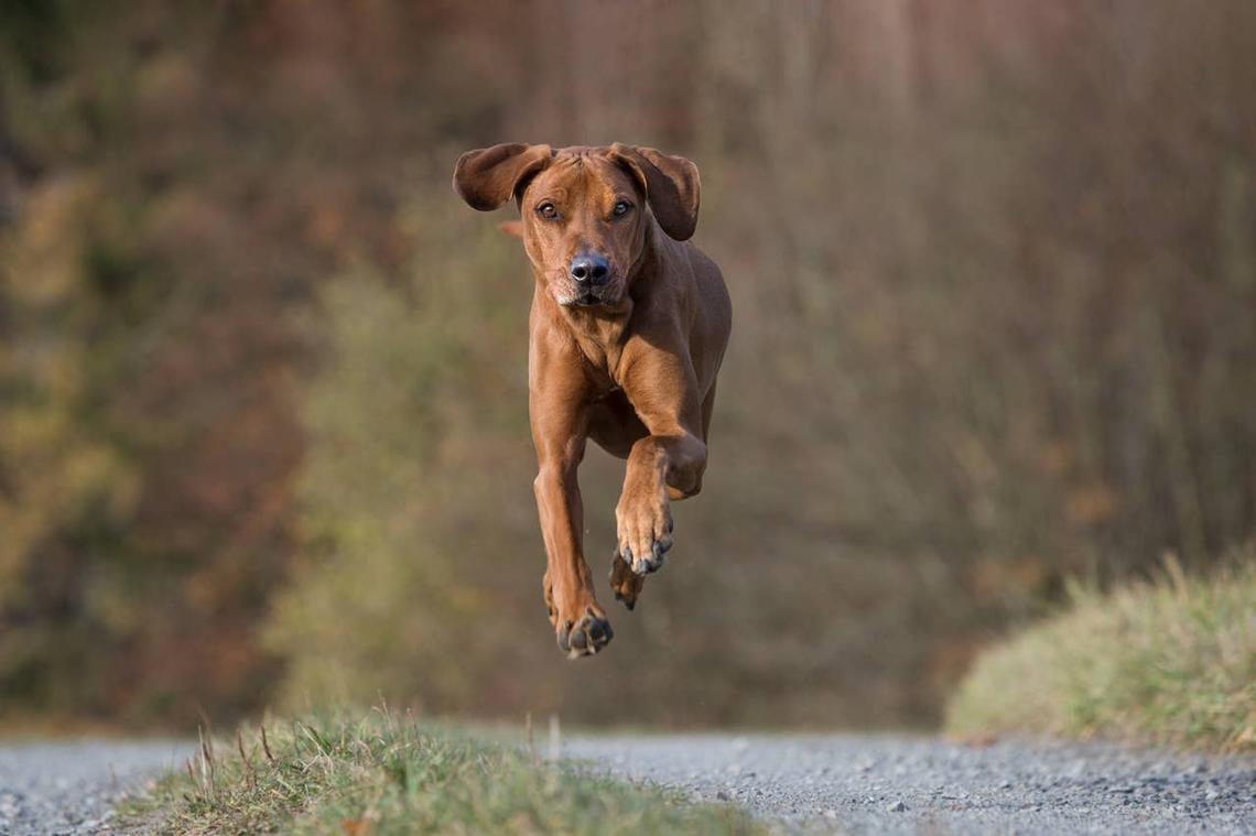  A dog running who loves the outdoors. 