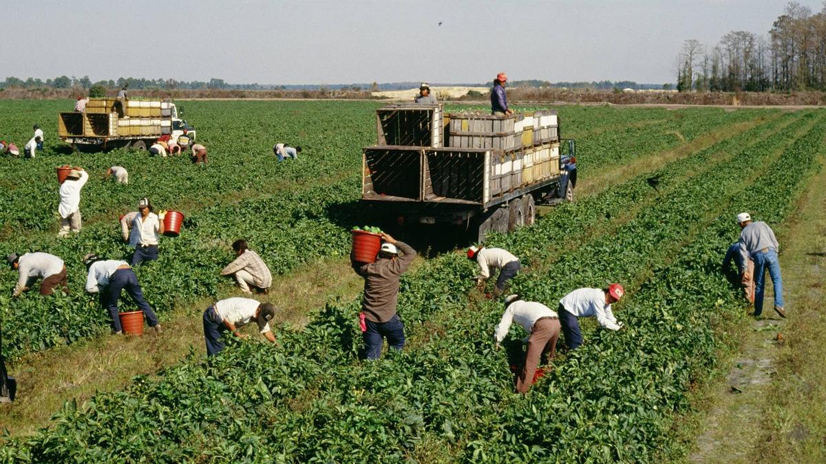  Hormuz disruption sends fertilizer and fuel prices soaring, squeezing farmers as production costs outpace crop revenues across U.S. agriculture. 