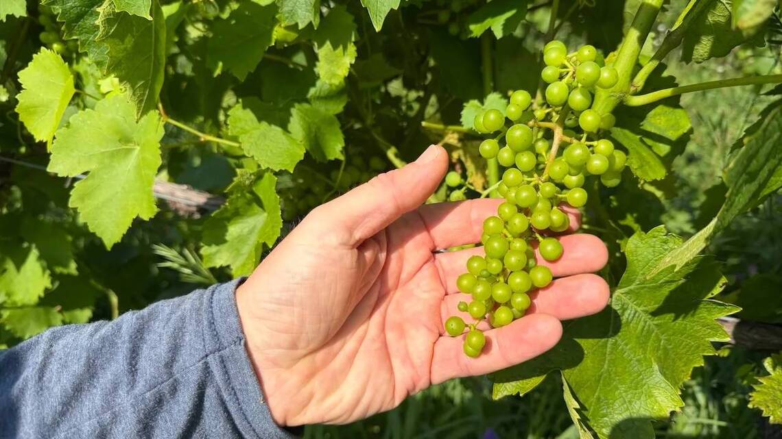 Michigan winemakers have a new climate worry: More wildfire smoke 