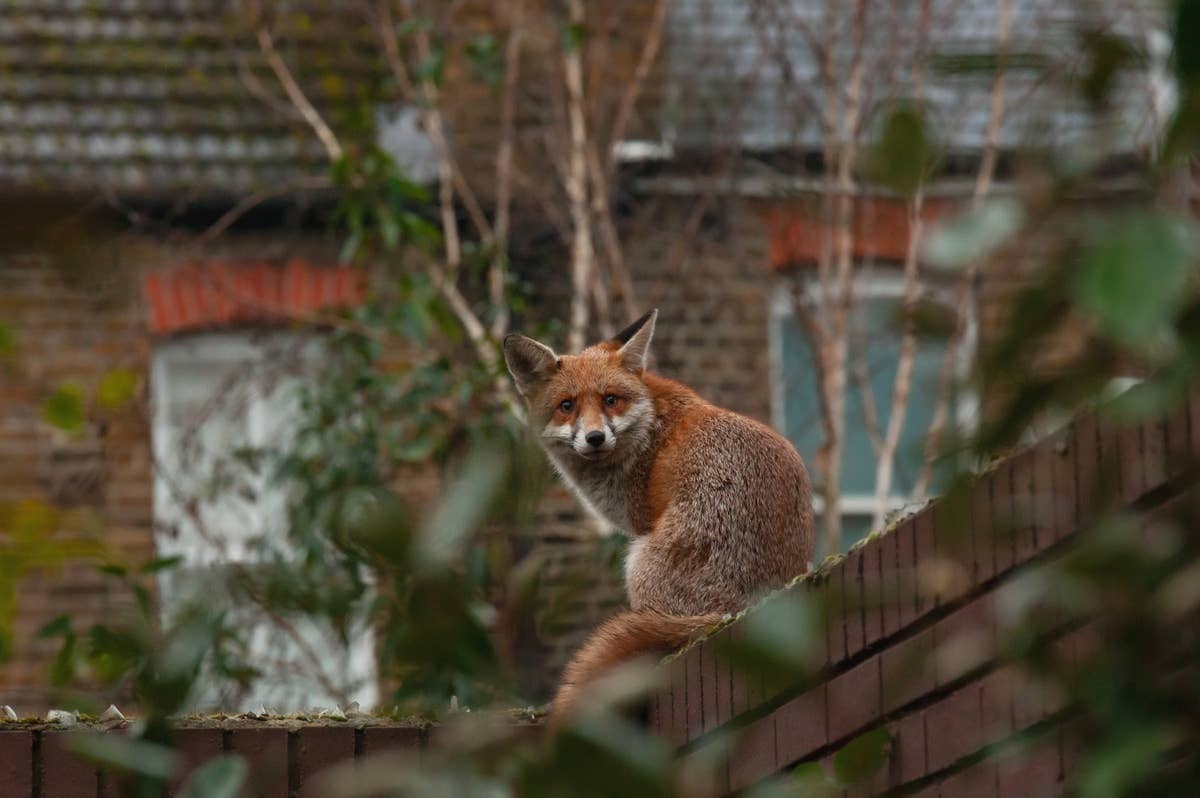  Simple yard maintenance steps can reduce fox activity in suburban neighborhoods.