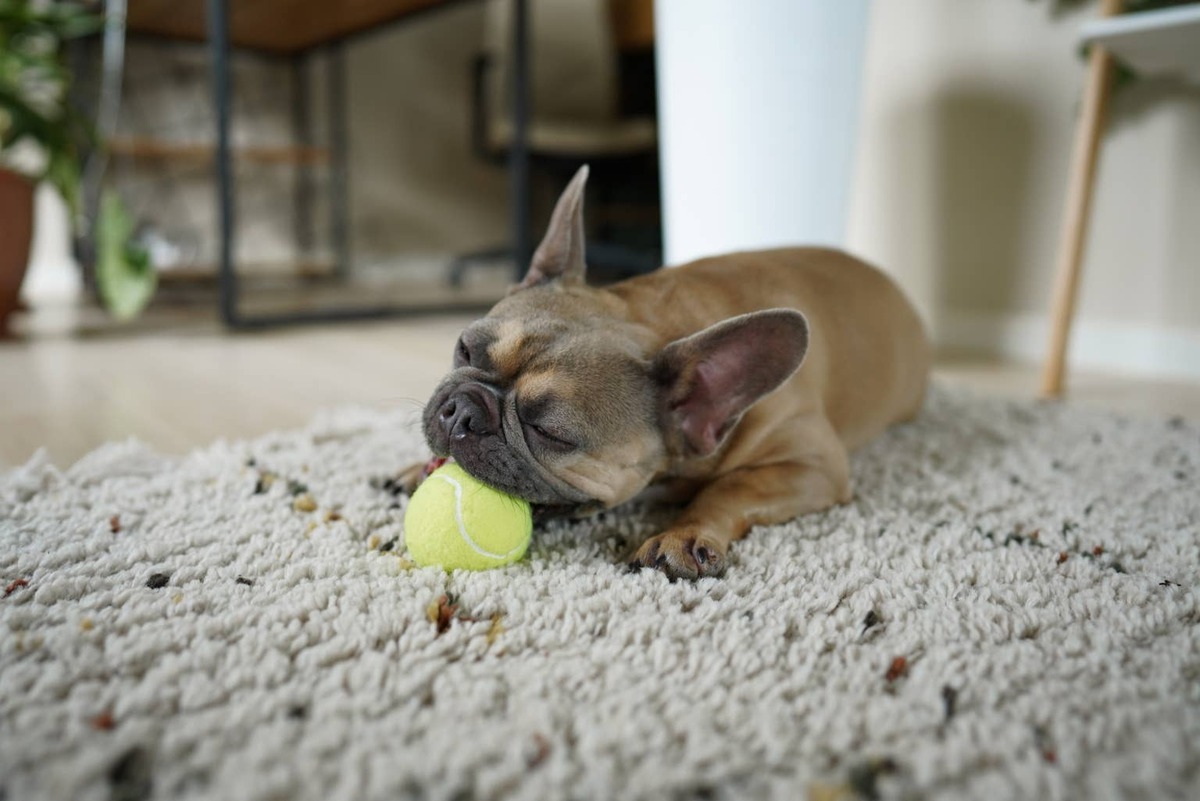  A Teacup French Bulldog with a tennis ball lying on the carpet.
