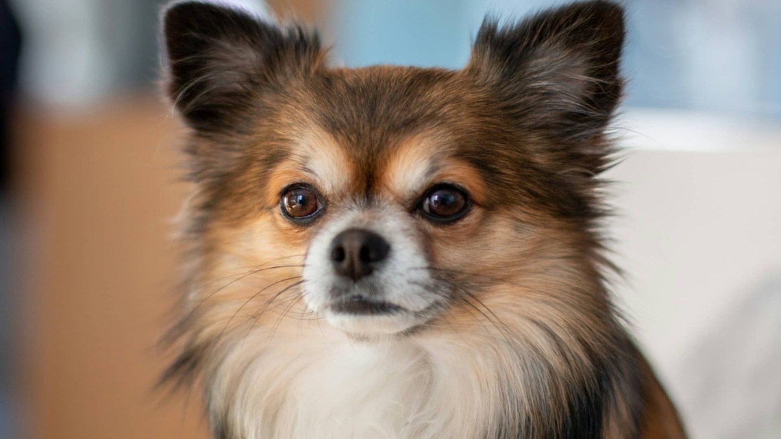 Chihuahua Has Hilarious 'Psychotic Break' When Mom Stays in the Kitchen Too Long 