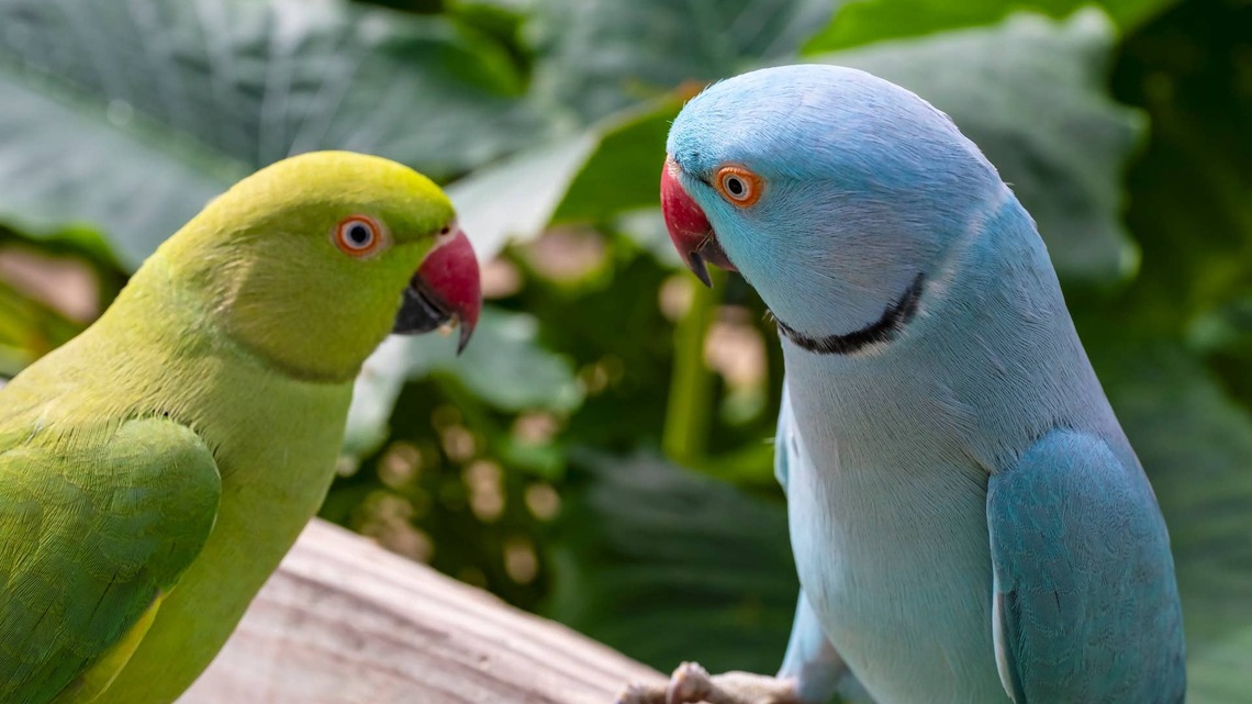Sweet Parrot Smooches Bird Girlfriend Like a Real-Life Romeo 