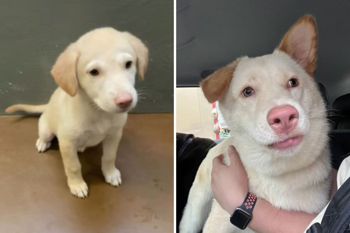  Screenshots from a June 5 Instagram video showing a puppy the owners mistakenly believed was a Labrador. 