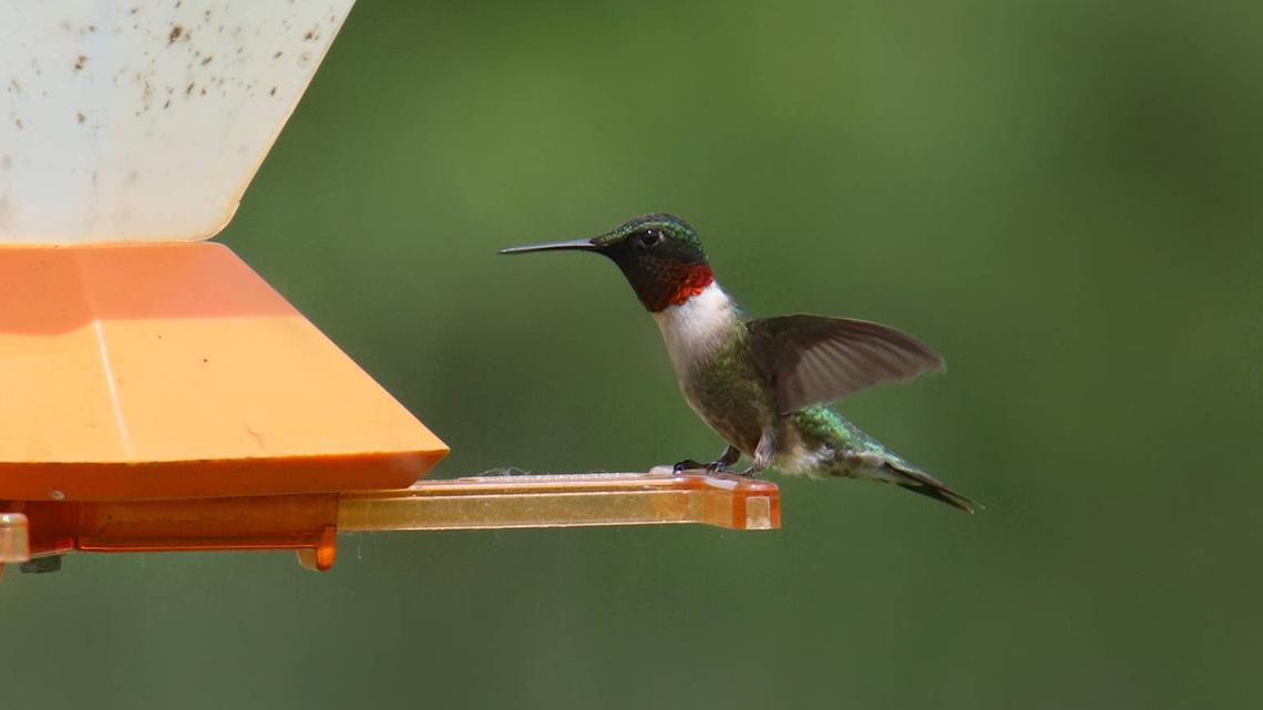 Baby Hummingbird at a feeder.