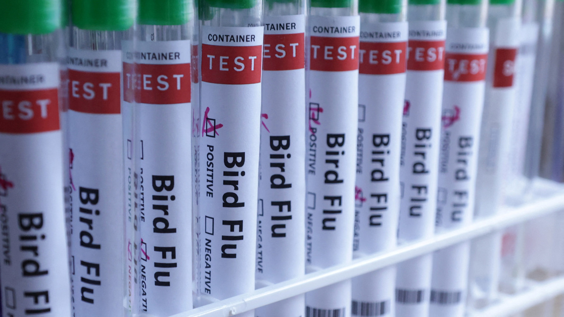 Australia to vaccinate vulnerable native birds against bird flu 