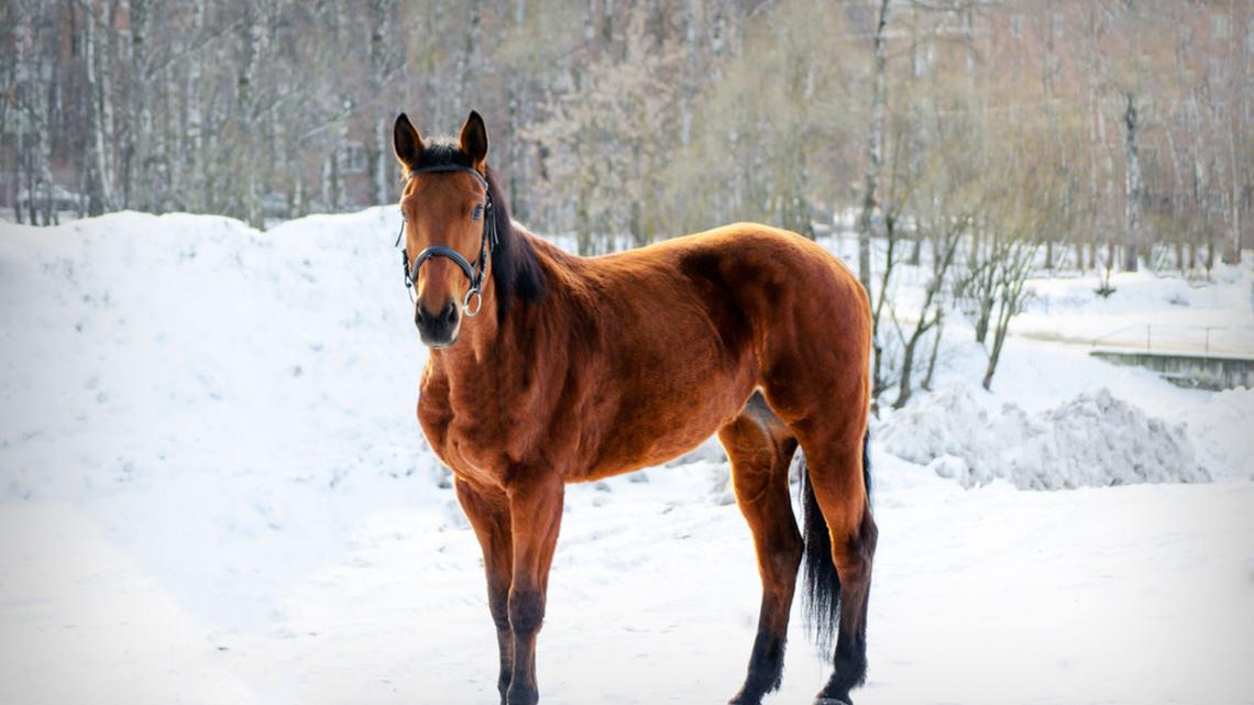 'Skiing' Horse Takes the Easy Way Down an Icy Hill in Oklahoma 