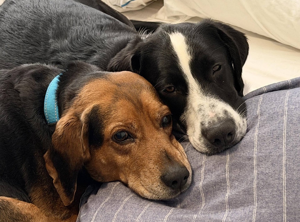  Melvyn Torme and Clyde "Chaos" McCoy, the two hounds author Eisenstein brought home after two earlier Operation Frodo rescues.