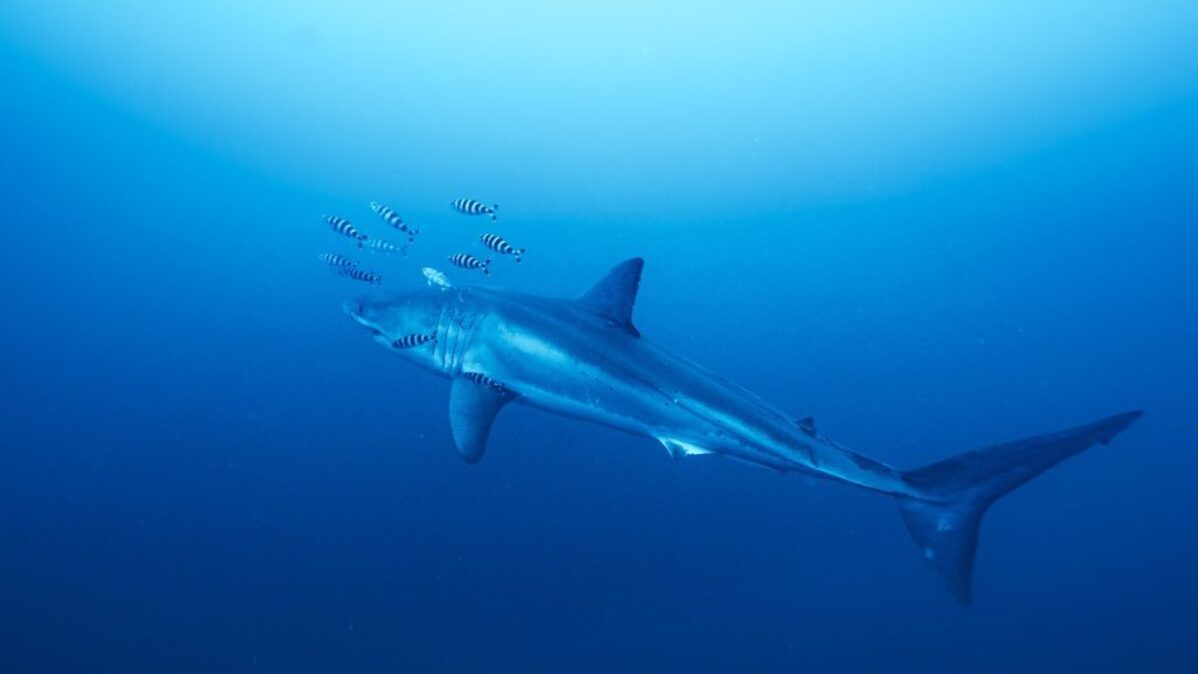 An adult great white shark in the Mediterranean Sea. (Derk Remmers via SWNS). 