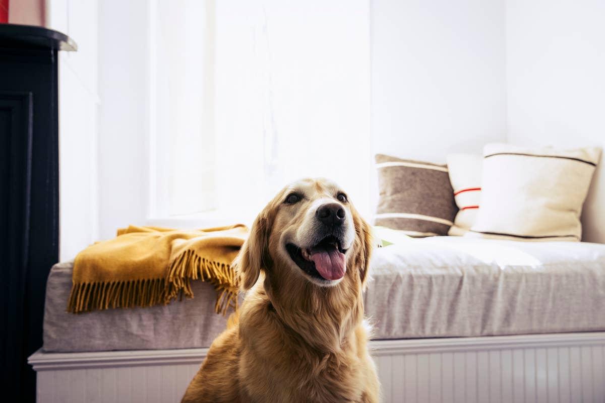  A family favorite breed with more personality than most people realize.