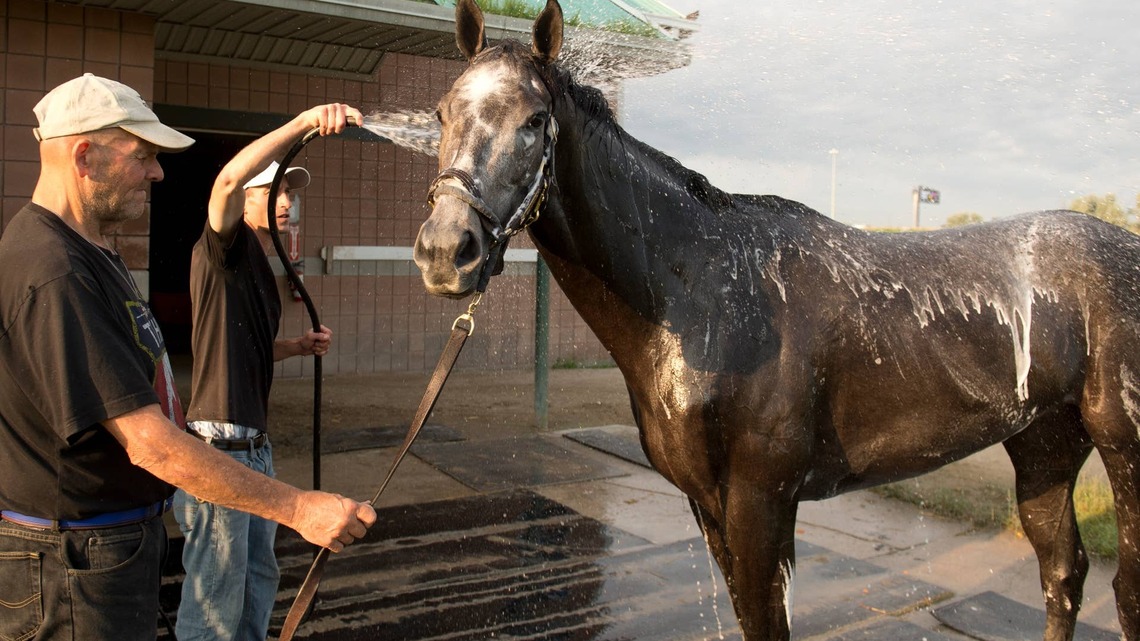167th King's Plate Led By Woodbine Oaks Winner Luster 