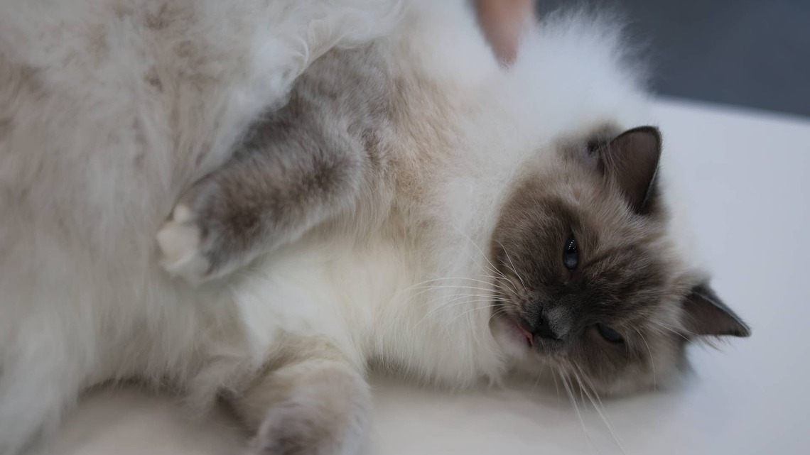 Ragdoll Cat's Funny Sleeping Position Makes Him Look Like a 'Pillow With Legs' 