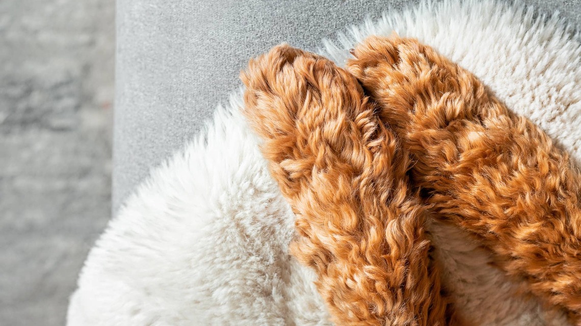 'Ewok' Rescue Dog Transforms Into Fluffy Golden Marshmallow After Haircut 