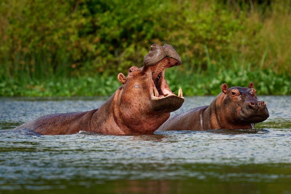  Two Hippos in the water together.