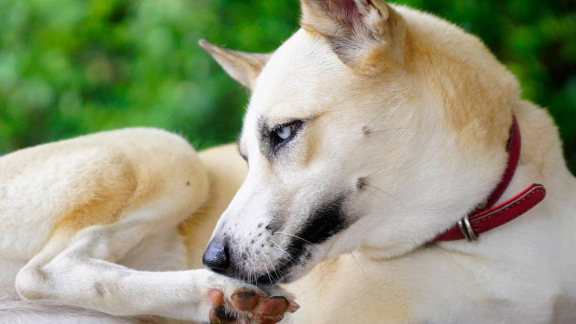 If Your Dog Licks Their Paws, a Vet Wants You to Know This 