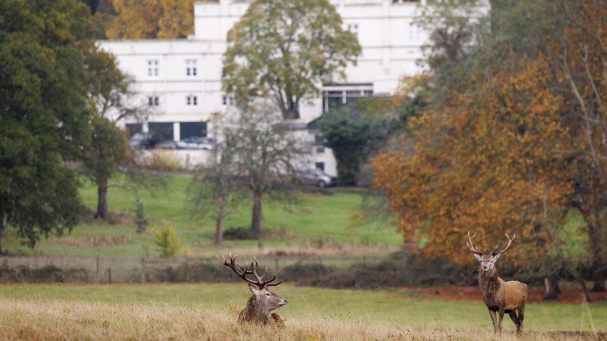 Deer rest near the Royal Lodge, the former official country residence of Britain's former Prince Andrew and his family, in Windsor, Britain, on Oct. 29. File Photo by Tolga Akmen/EPA