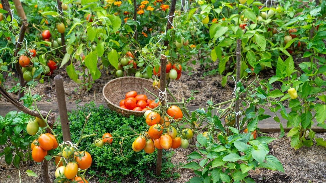 Are You Timing Your Harvest Correctly? Pick These 5 Veggies Now