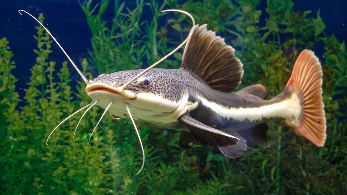 Woman Catches Two Massive Catfish With Nothing but Her Bare Hands 