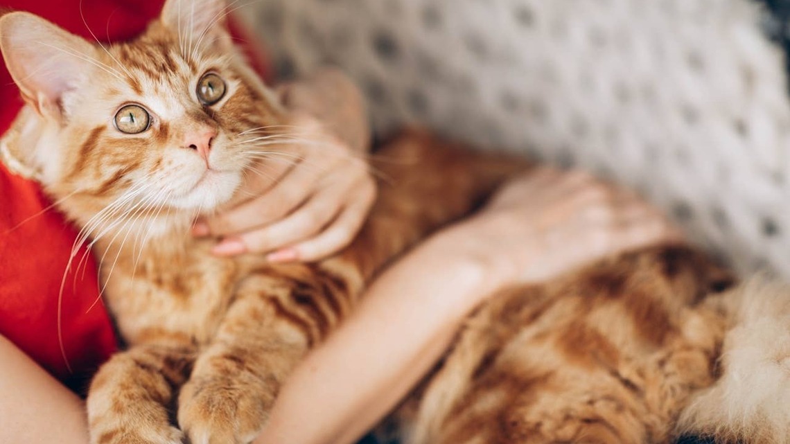 6 Subtle Signs Your Maine Coon Is Deeply Attached to You, According to Experts 