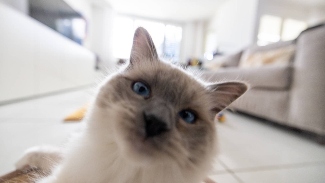 Ragdoll Cat Recreates the Lunar Eclipse for Anyone Who Missed the Real Thing 