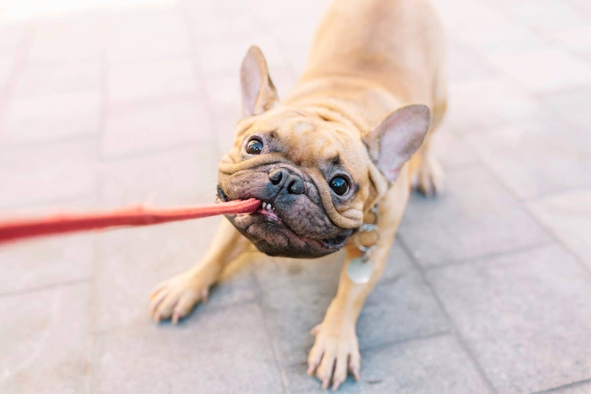  A dog pulling on a leash during a walk.