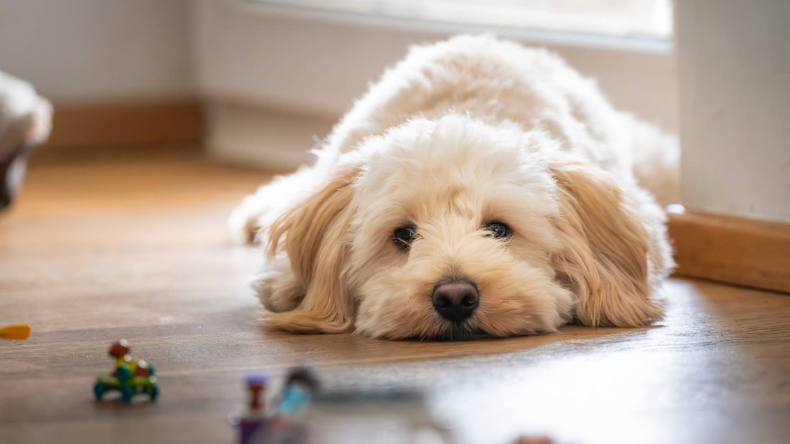 Doodle Runs a ‘Daddy Daycare' for 5 Seconds and Is Already Begging for Help 