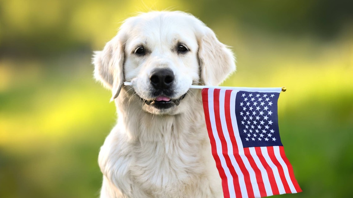 July 5 Is the Busiest Day of the Year for Animal Shelters-Here's How to Keep Your Dog Safe This Fourth of July 