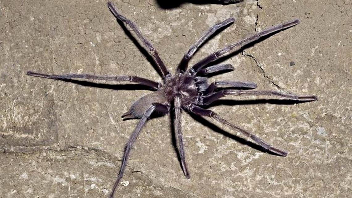 A blind cave-dwelling tarantula observed in Mexico. (Rick C. West via SWNS). 
