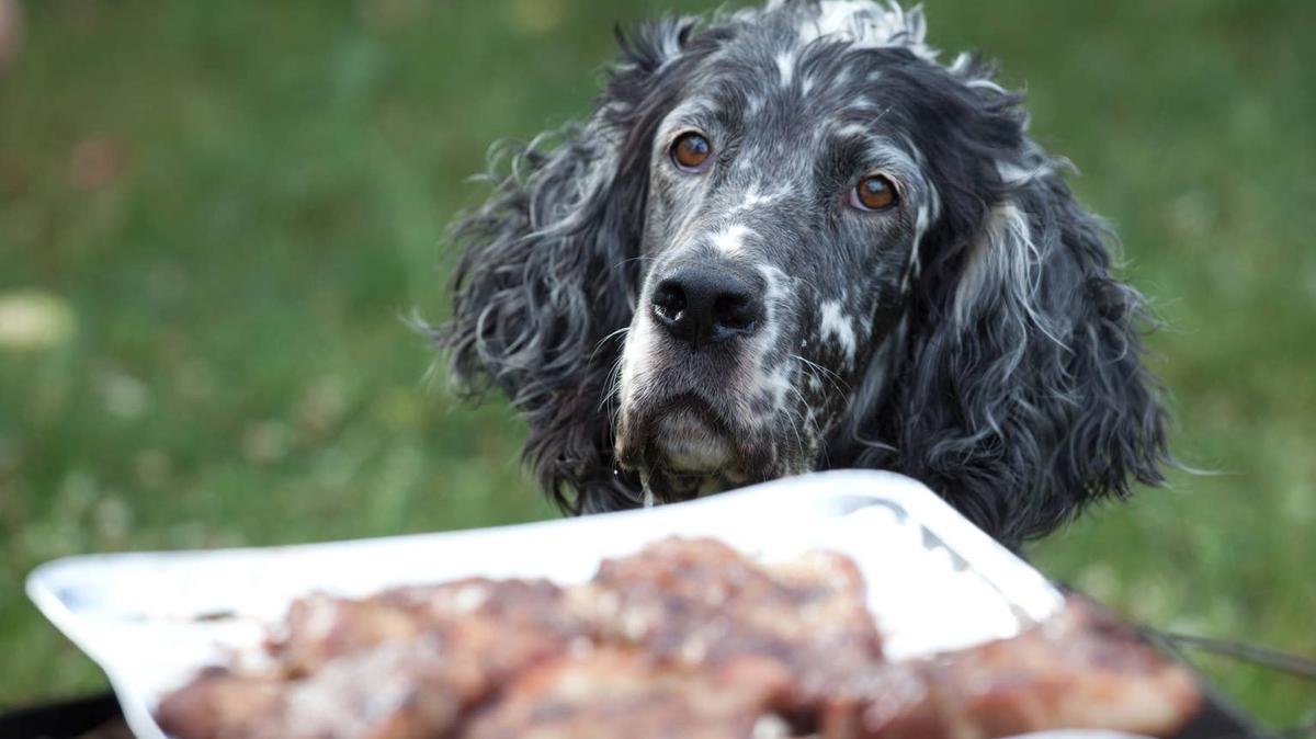 Spotted dog looking hopefully at plate of BBQ. 