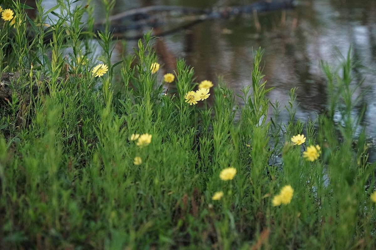 The 8 Texas weeds behind your itchy eyes and patchy lawn this fall ...