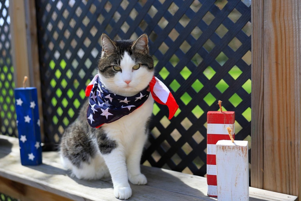 Cat wearing an American flag bandana sitting outside.