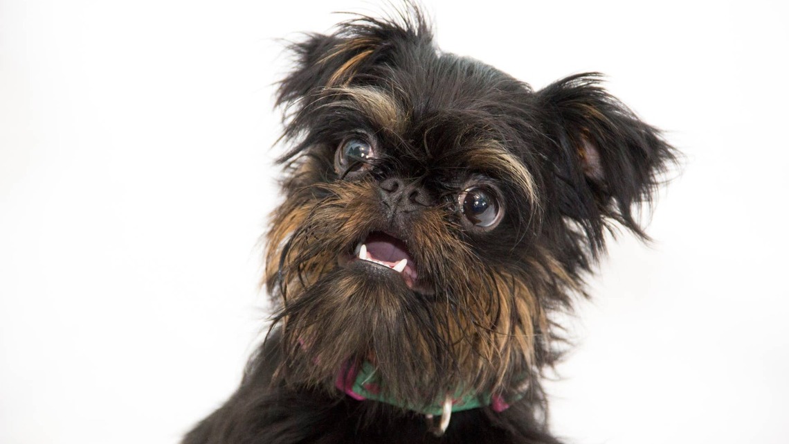 Tiny Brussels Griffon Who Looks Like a Labubu Winds Up Like a Toy 