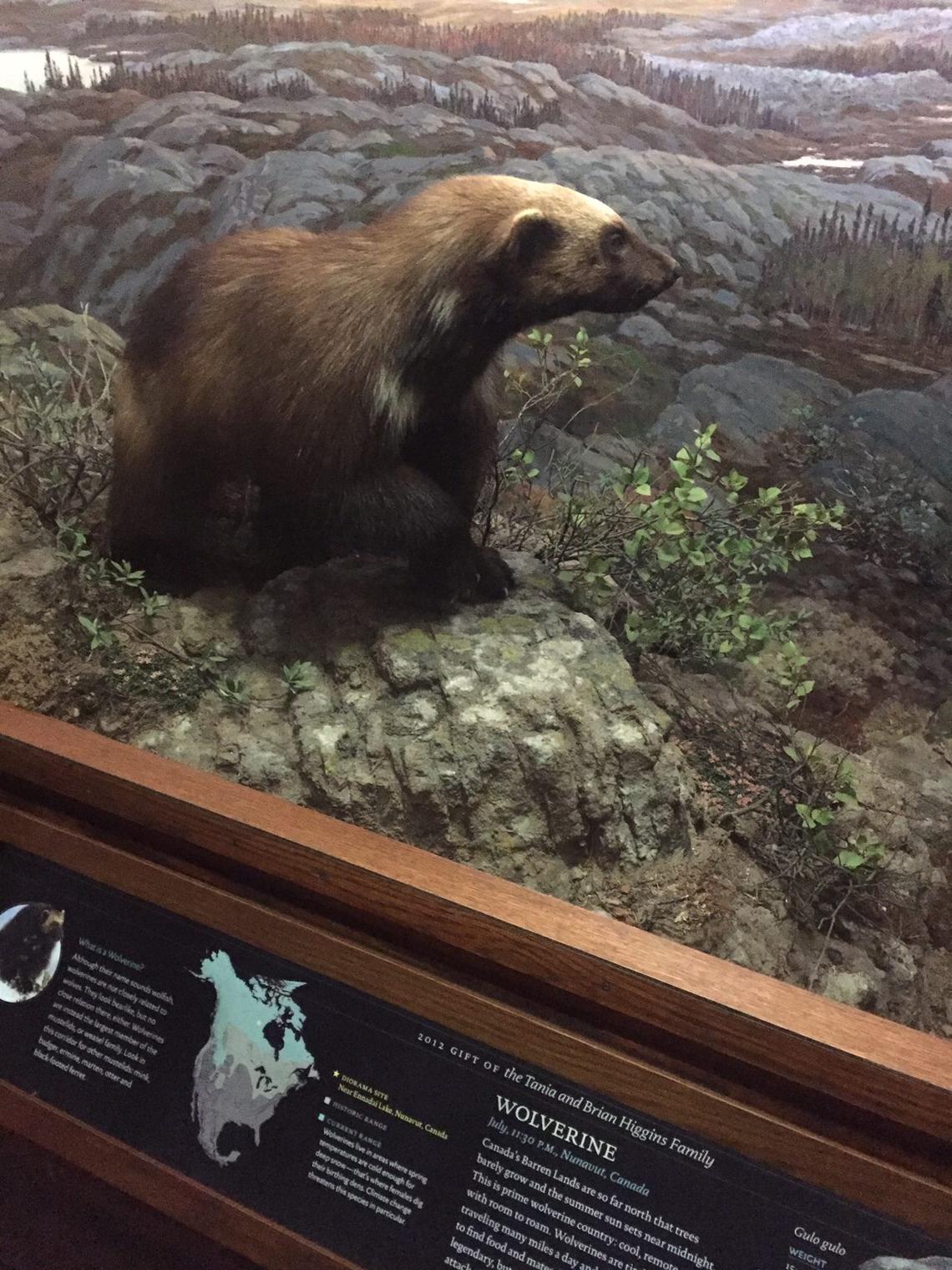  New York City vacations are incomplete with a visit to the Natural History Museum. Photo credit: Judy Antell 